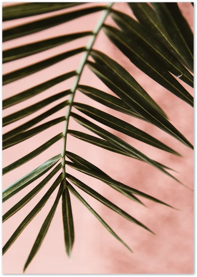Posterux© | Soft Palm Against Pink – Warm Tropical Photography Poster poster – premium wall art