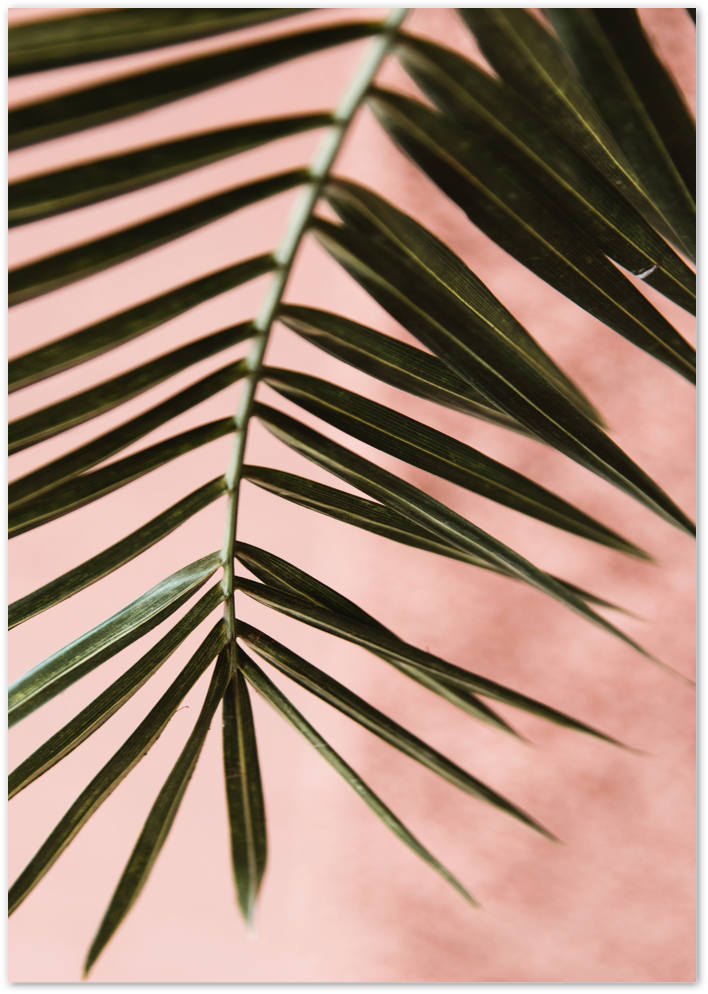 Posterux© | Soft Palm Against Pink – Warm Tropical Photography Poster poster – premium wall art