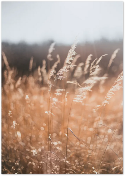 Posterux© | Golden Fields – Warm Wheat Grass Poster poster – premium wall art