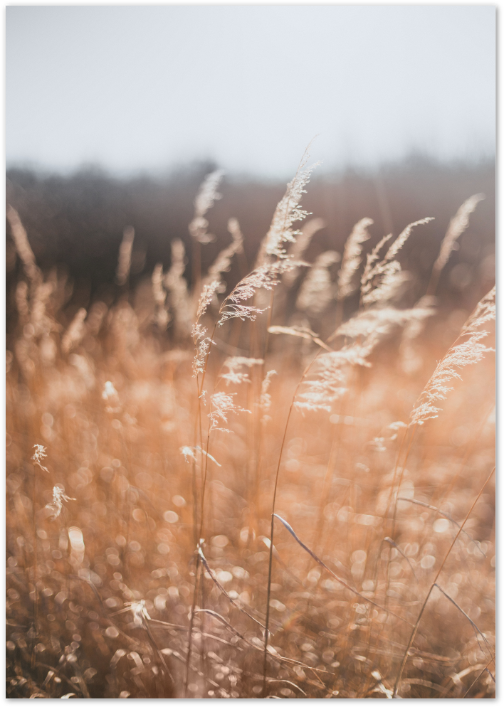 Posterux© | Golden Fields – Warm Wheat Grass Poster poster – premium wall art