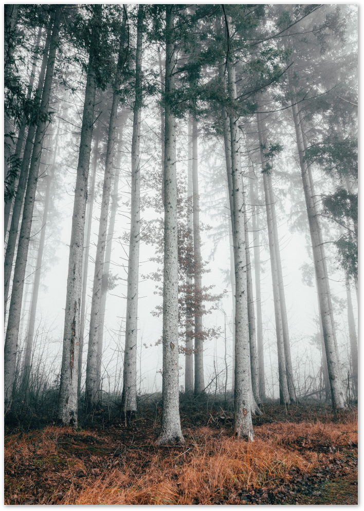 Posterux© | Enchanted Forest – Misty Trees Landscape Poster poster – premium wall art