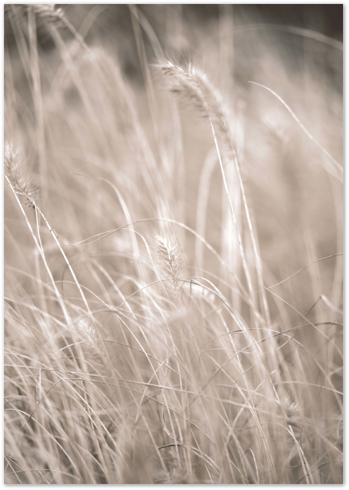 Posterux© | Golden Wheat Fields – Soft Botanical Photography poster – premium wall art