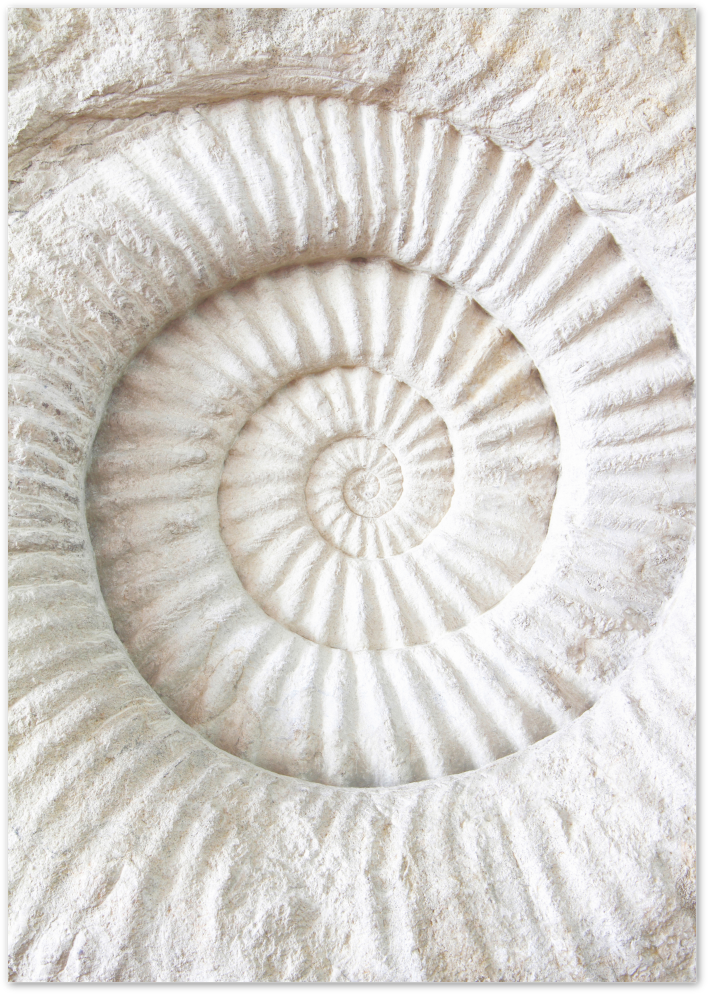 Posterux© | Fossil Spiral – Natural Stone Texture Poste poster – premium wall art