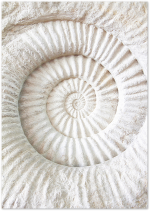 Posterux© | Fossil Spiral – Natural Stone Texture Poste poster – premium wall art