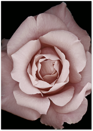 Posterux© | Parisian Bloom Gallery Wall – Set of 6 Framed Posters poster – premium wall art premium poster by Posterux