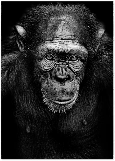 Posterux© | Intense Chimpanzee Portrait – Black &amp; White Animal Photography Poster poster – premium wall art