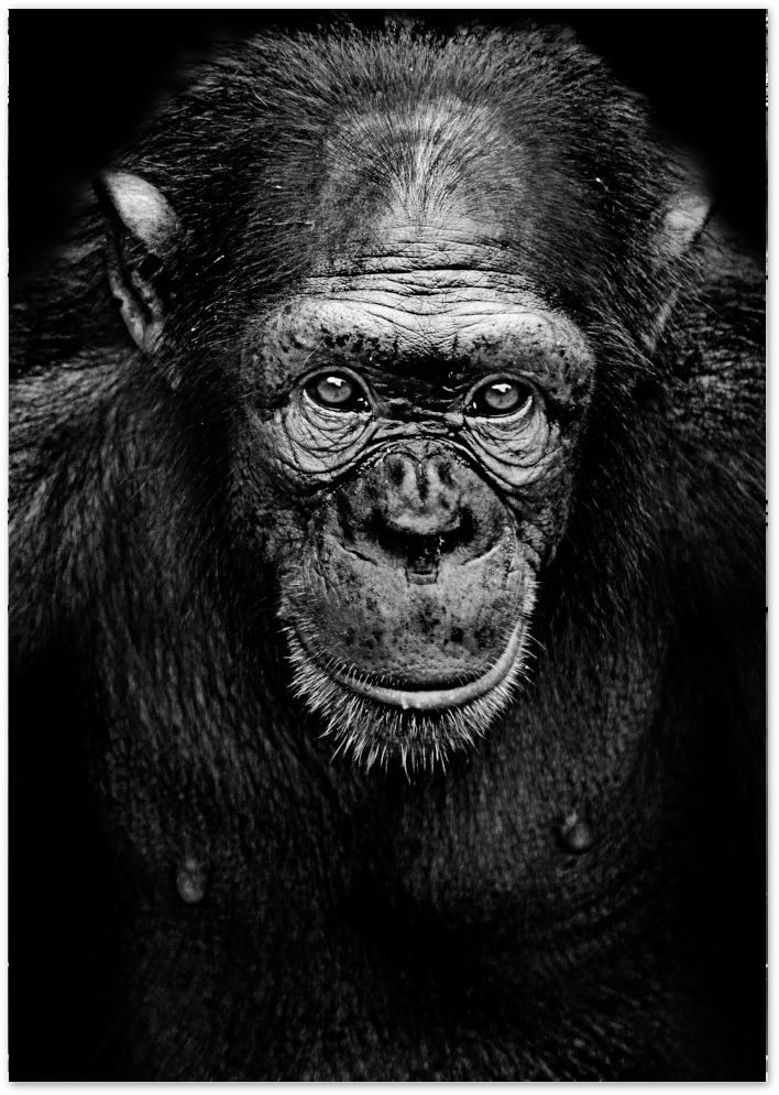 Posterux© | Intense Chimpanzee Portrait – Black &amp; White Animal Photography Poster poster – premium wall art
