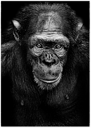 Posterux© | Intense Chimpanzee Portrait – Black &amp; White Animal Photography Poster poster – premium wall art