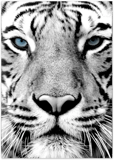 Posterux© | Blue-Eyed Tiger – Wildlife Photography Poster poster – premium wall art