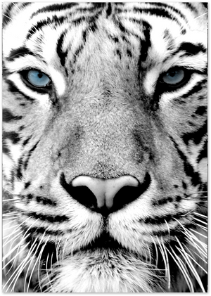 Posterux© | Blue-Eyed Tiger – Wildlife Photography Poster poster – premium wall art