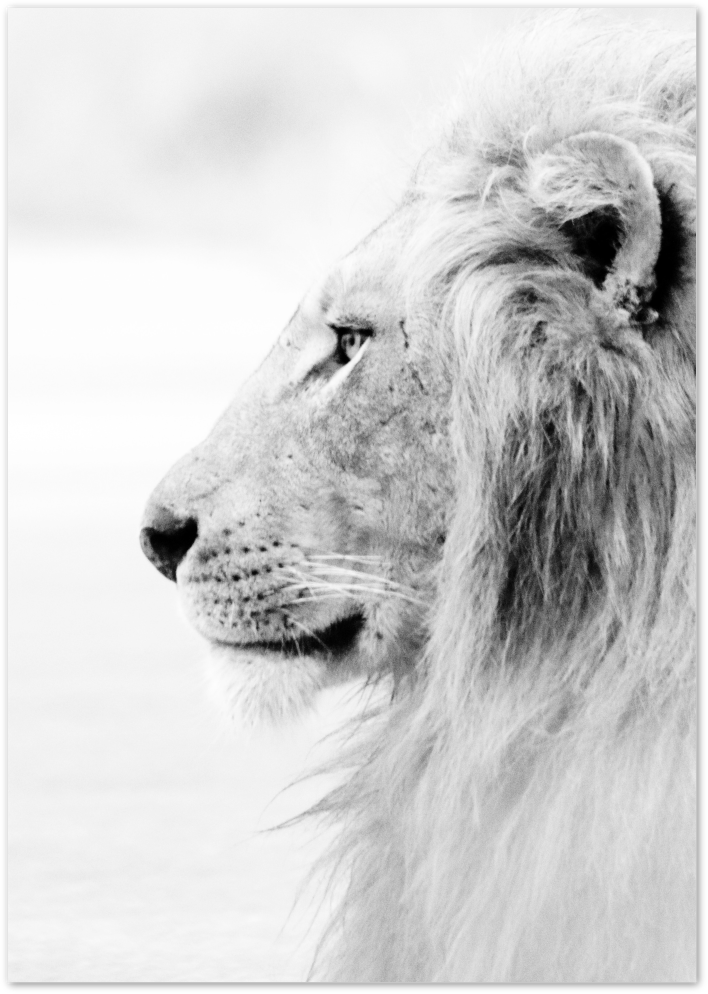 Posterux© | Lion’s Profile – Black & White Animal Poster poster – premium wall art