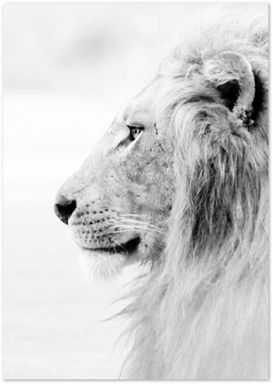 Posterux© | Lion’s Profile – Black & White Animal Poster poster – premium wall art