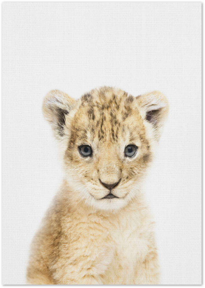 Posterux© | Baby Lion – Safari Animal Poster poster – premium wall art