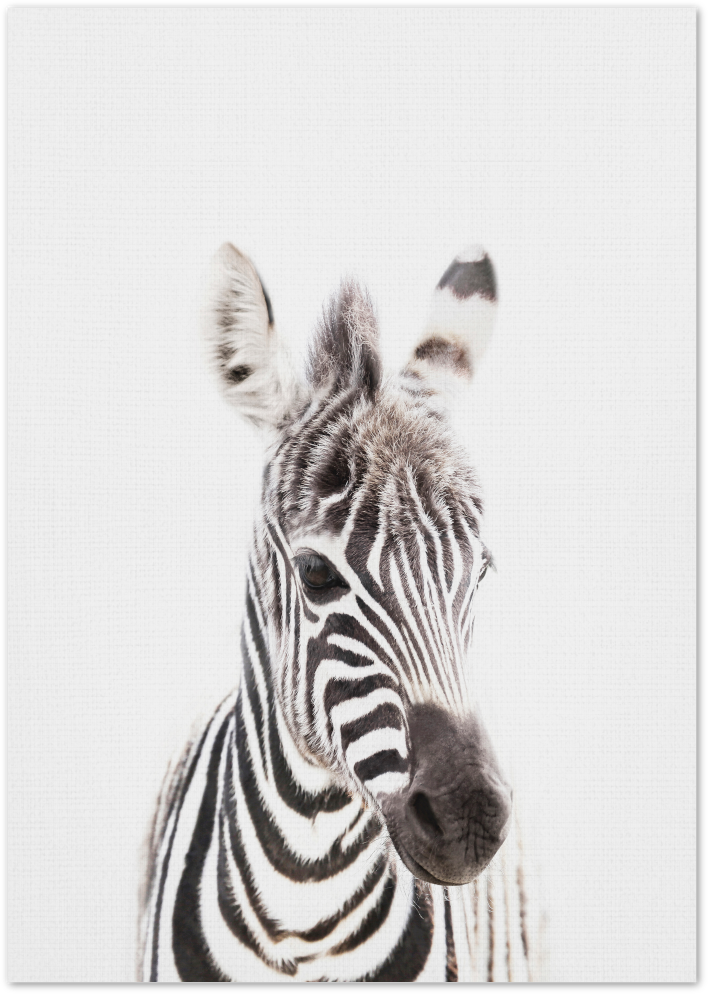 Posterux© | Baby Zebra – Minimalist Safari Poster poster – premium wall art