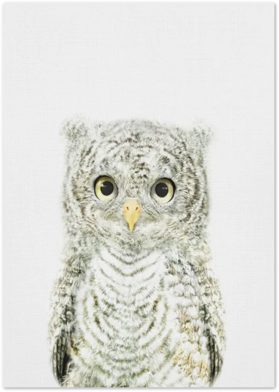 Posterux© | Baby Owl – Adorable Animal Poster poster – premium wall art