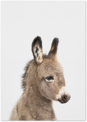 Posterux© | Adorable Donkey – Animal Photography Poster poster – premium wall art
