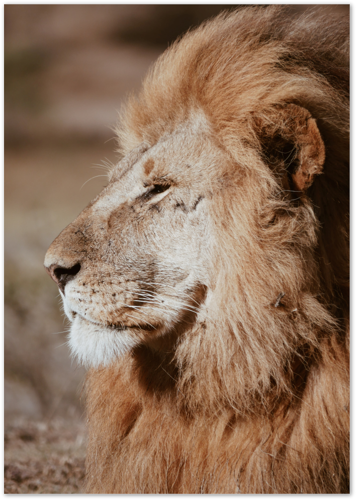 Posterux© | Majestic Lion – Wildlife Photography Poster poster – premium wall art