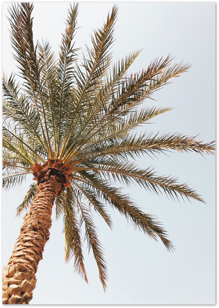 Posterux© | Tropical Palm Tree – Nature Photography Poster poster – premium wall art