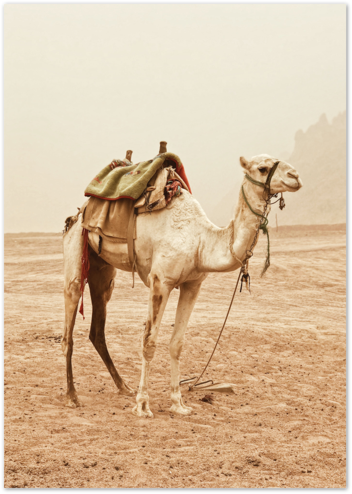 Posterux© | Desert Camel – Travel Photography Poster poster – premium wall art