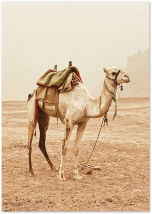 Posterux© | Desert Camel – Travel Photography Poster poster – premium wall art
