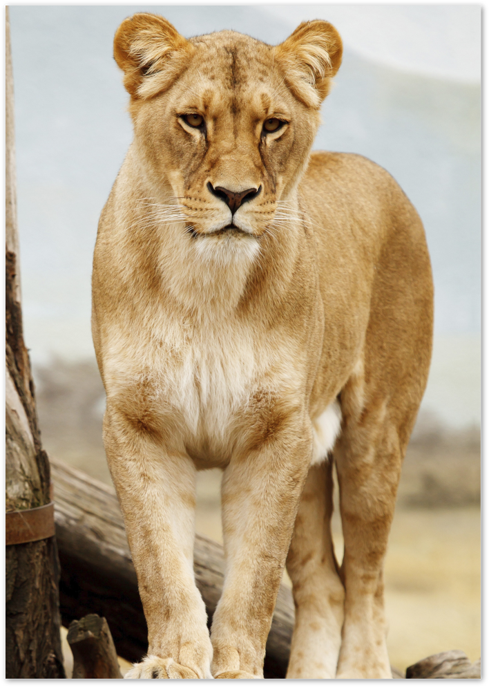 Posterux© | Majestic Lion Poster – Powerful Wildlife Photography poster – premium wall art