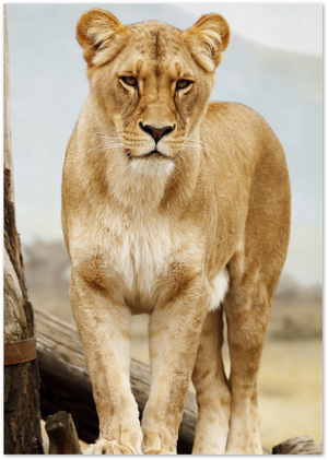 Posterux© | Majestic Lion Poster – Powerful Wildlife Photography poster – premium wall art