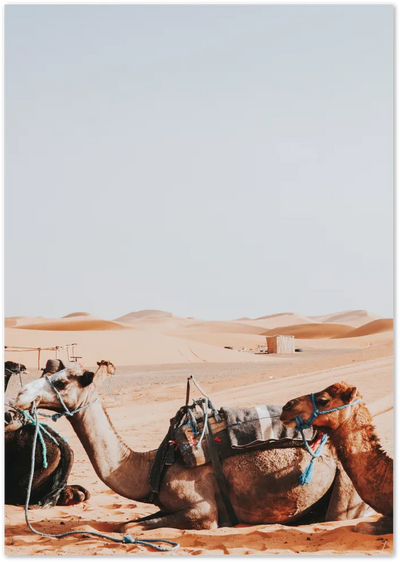 Posterux© | Desert Camel Poster – Mystical Travel Photography poster – premium wall art