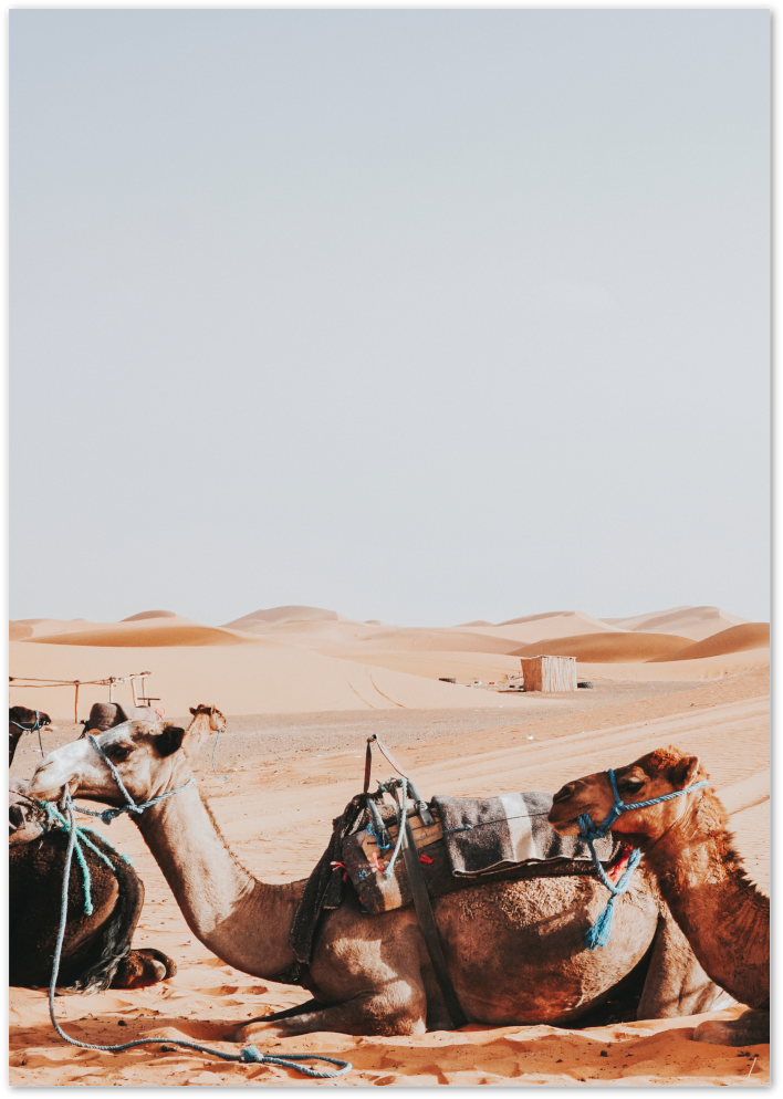 Posterux© | Desert Camel Poster – Mystical Travel Photography poster – premium wall art