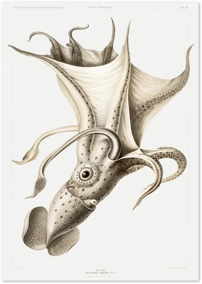 Posterux© | Vintage Squid Illustration – Scientific Ocean Art poster – premium wall art