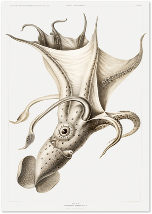 Posterux© | Vintage Squid Illustration – Scientific Ocean Art poster – premium wall art