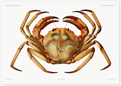 Posterux© | Vintage Crab Illustration – Classic Marine Life Print poster – premium wall art