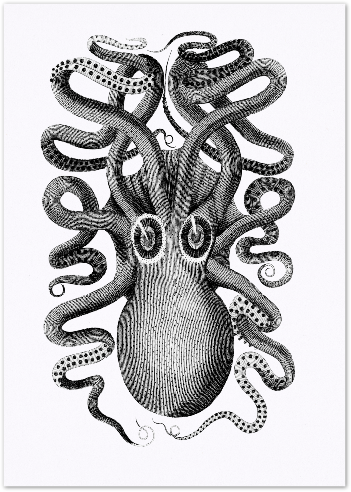 Posterux© | Octopus Vintage Scientific Poster – Intricate Marine Illustration poster – premium wall art