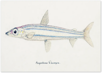 Posterux© | Vintage Fish Illustration – Timeless Scientific Artwork poster – premium wall art