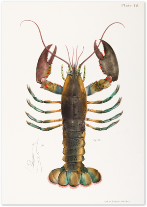 Posterux© | Vintage Lobster Illustration – Scientific Coastal Art poster – premium wall art
