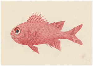 Posterux© | Vintage Pink Fish Poster – Scientific Illustration Art poster – premium wall art