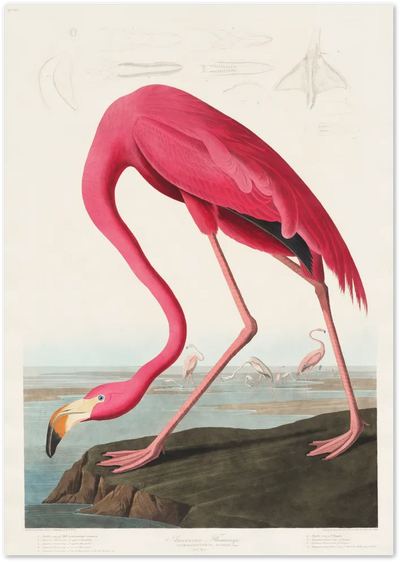 Posterux© | American Flamingo Poster – Vintage Bird Wall Art poster – premium wall art