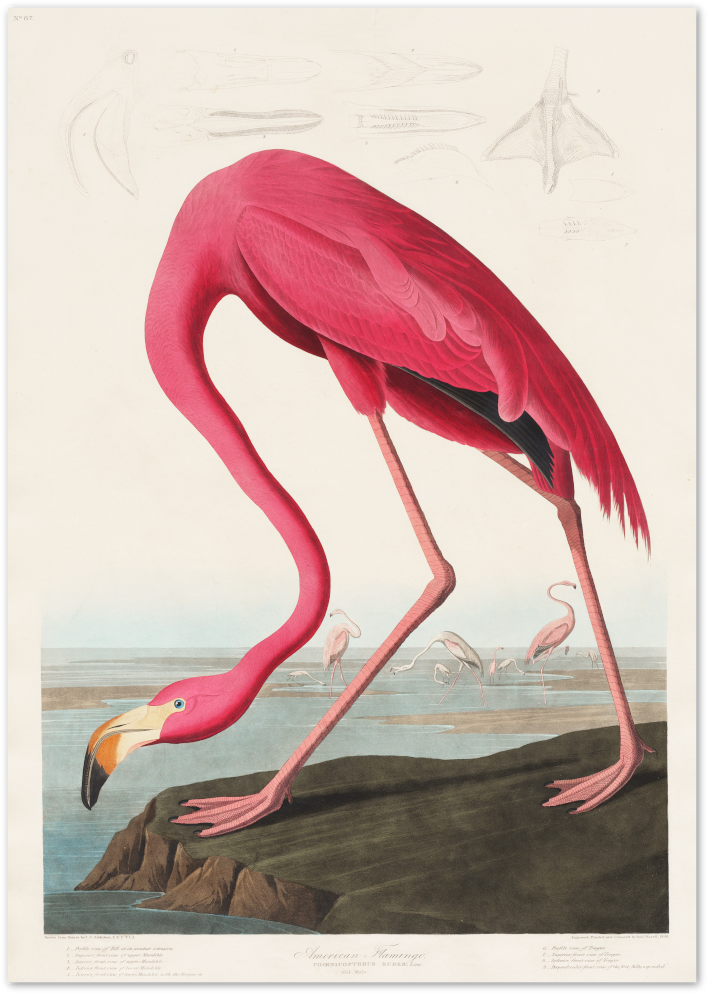 Posterux© | American Flamingo Poster – Vintage Bird Wall Art poster – premium wall art