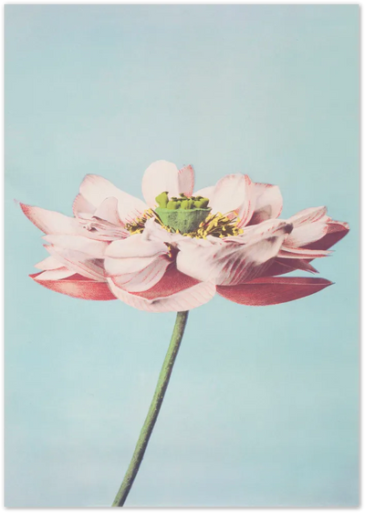 Posterux© | Pastel Bloom Poster – Soft Botanical Photography Print poster – premium wall art