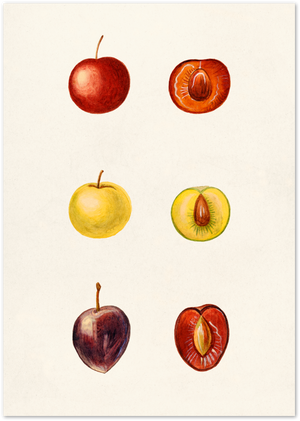 Posterux© | Botanical Plum Study Poster – Vintage Fruit Illustration Wall Art poster – premium wall art