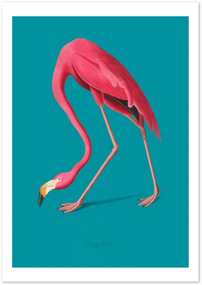 Posterux© | Vintage Flamingo Poster – Audubon Inspired Ornithology Art poster – premium wall art