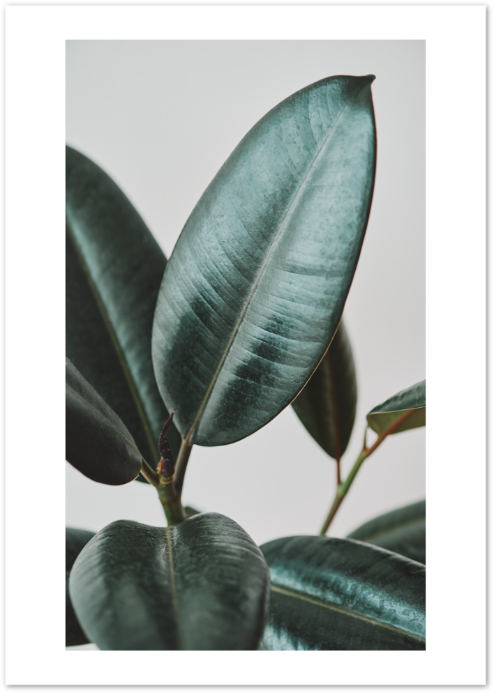 Posterux© | Rubber Plant Botanical Poster – Minimal Green Leaf Nature Print poster – premium wall art