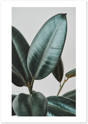 Posterux© | Rubber Plant Botanical Poster – Minimal Green Leaf Nature Print poster – premium wall art
