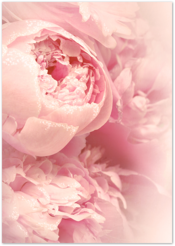 Posterux© | Blush Peonies – Romantic Floral Photography Poster poster – premium wall art