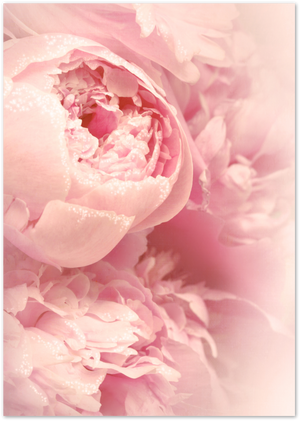 Posterux© | Blush Peonies – Romantic Floral Photography Poster poster – premium wall art