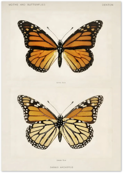 Posterux© | Monarch Butterfly Study Poster – Naturalist Elegance poster – premium wall art