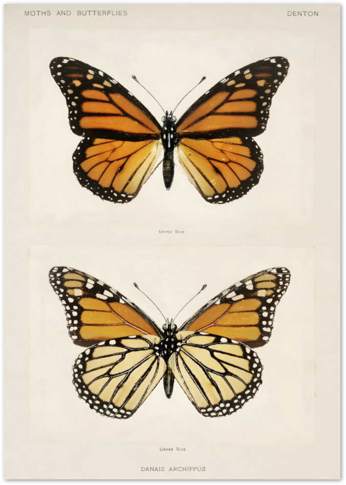 Posterux© | Monarch Butterfly Study Poster – Naturalist Elegance poster – premium wall art