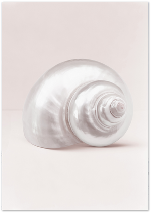 Posterux© | Nautilus Spiral – Minimalist Shell Photography Poster poster – premium wall art