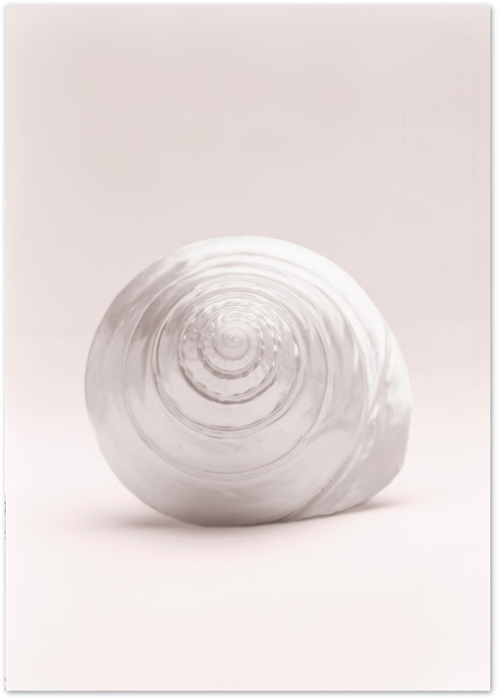 Posterux© | Shell Whisper – Soft Pink Nature Photography Poster poster – premium wall art
