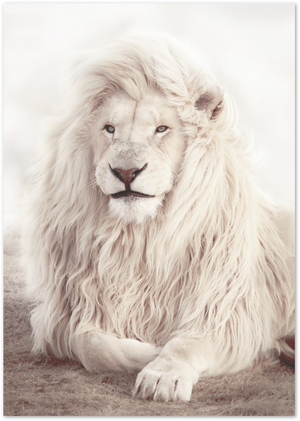Posterux© | Majestic White Lion – Nature Photography Poster poster – premium wall art
