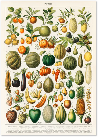Posterux© | Vintage Fruit Chart Poster – Botanical Education Print poster – premium wall art